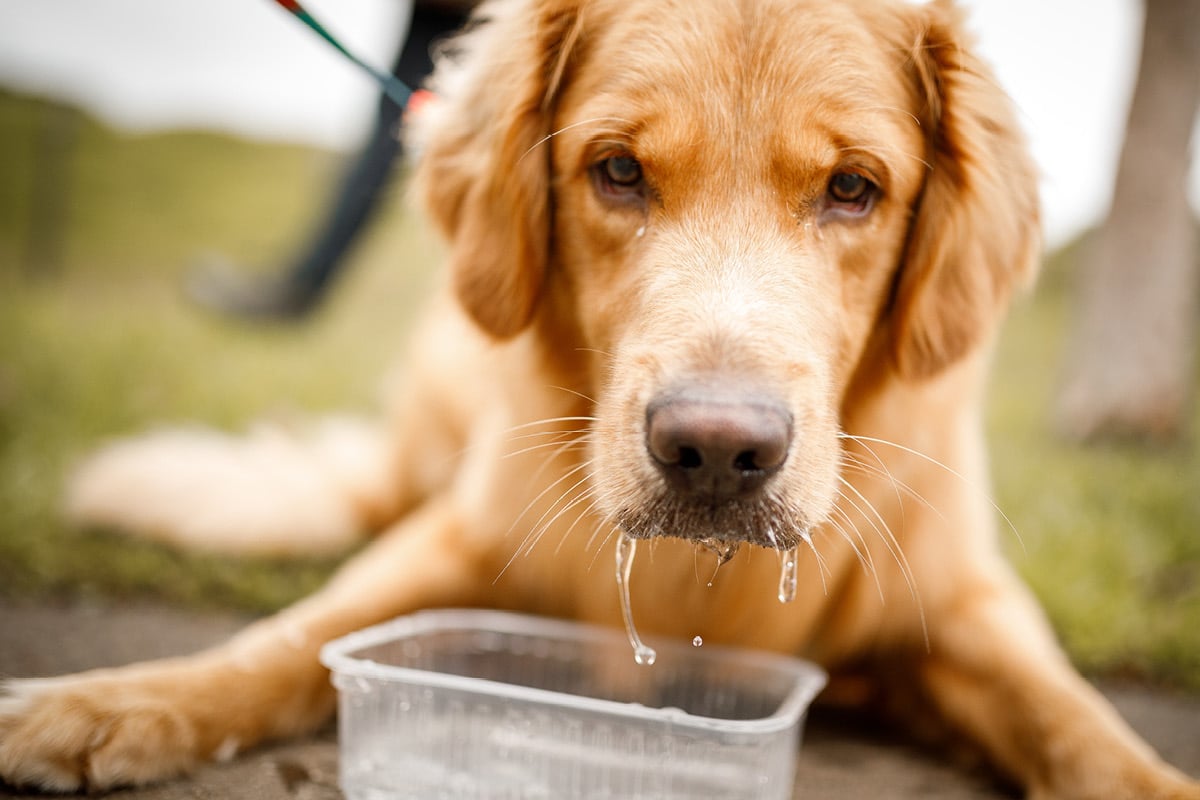 Are Water Softeners Safe For Dogs